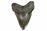 Fossil Megalodon Tooth - Georgia #101504-1